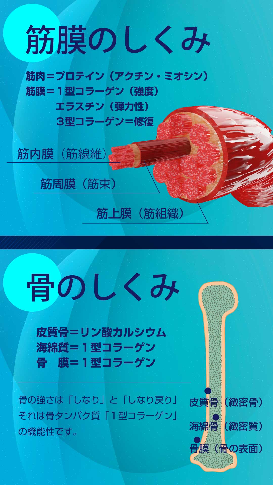 筋膜のしくみ、骨のしくみ