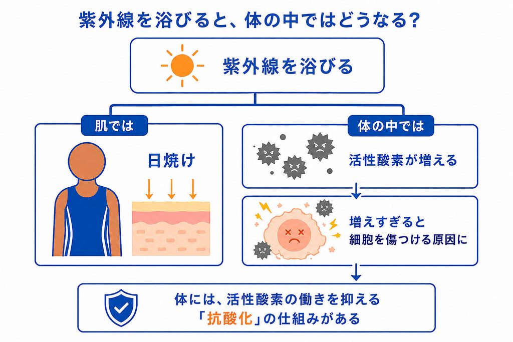 紫外線を浴びると活性酸素が増え、増えすぎると細胞を傷つける原因になることと、体の抗酸化の仕組みを示した図