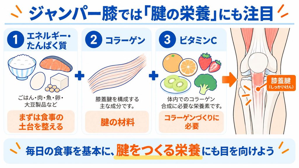 ジャンパー膝の腱の栄養として、エネルギー・たんぱく質、コラーゲン、ビタミンCと膝蓋腱の関係を示した図解