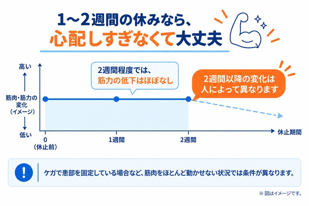 1〜2週間の休止期間と筋肉・筋力の変化