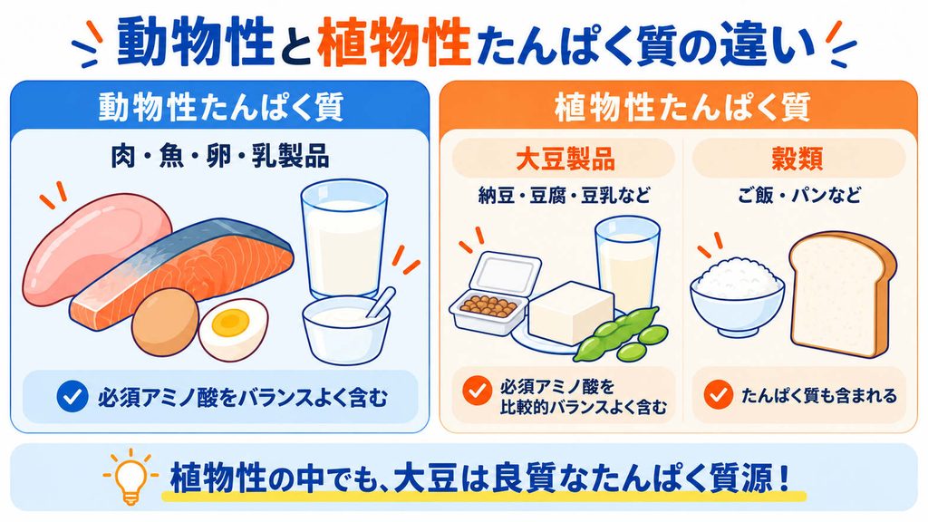 動物性と植物性たんぱく質の違いを比較した図解。肉・魚・卵・乳製品は必須アミノ酸をバランスよく含み、植物性食品の中でも大豆製品は良質なたんぱく質源であることを紹介。