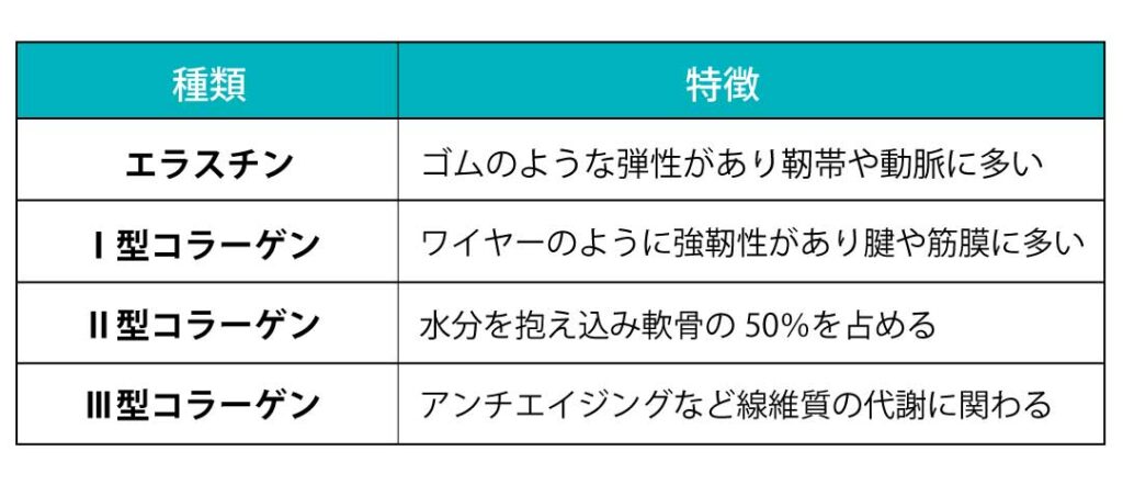 線維状たんぱく質の役割