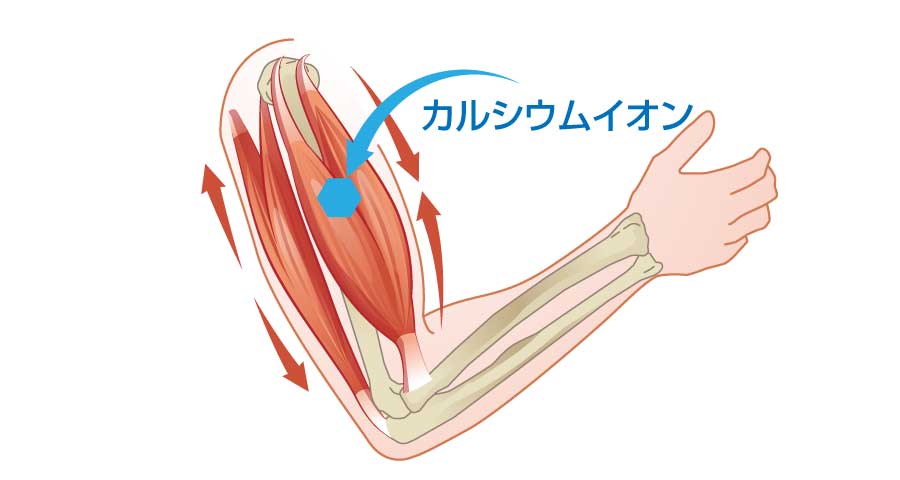 カルシウムイオンと筋収縮