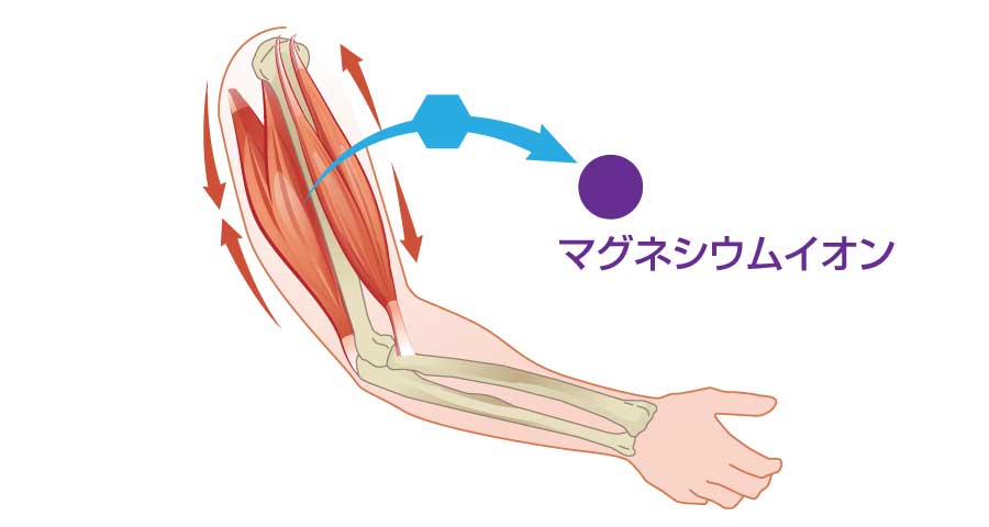 マグネシウムイオンと筋弛緩