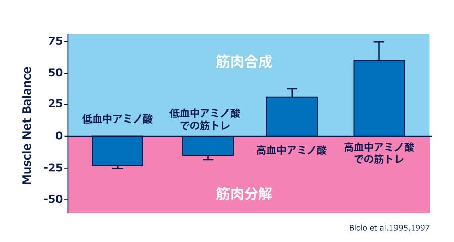 高アミノ酸濃度と低アミノ酸濃度での筋肉合成と分解