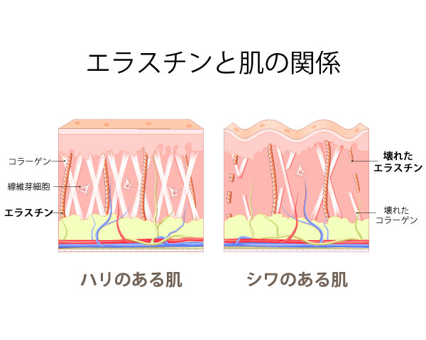 エラスチンとお肌の関係