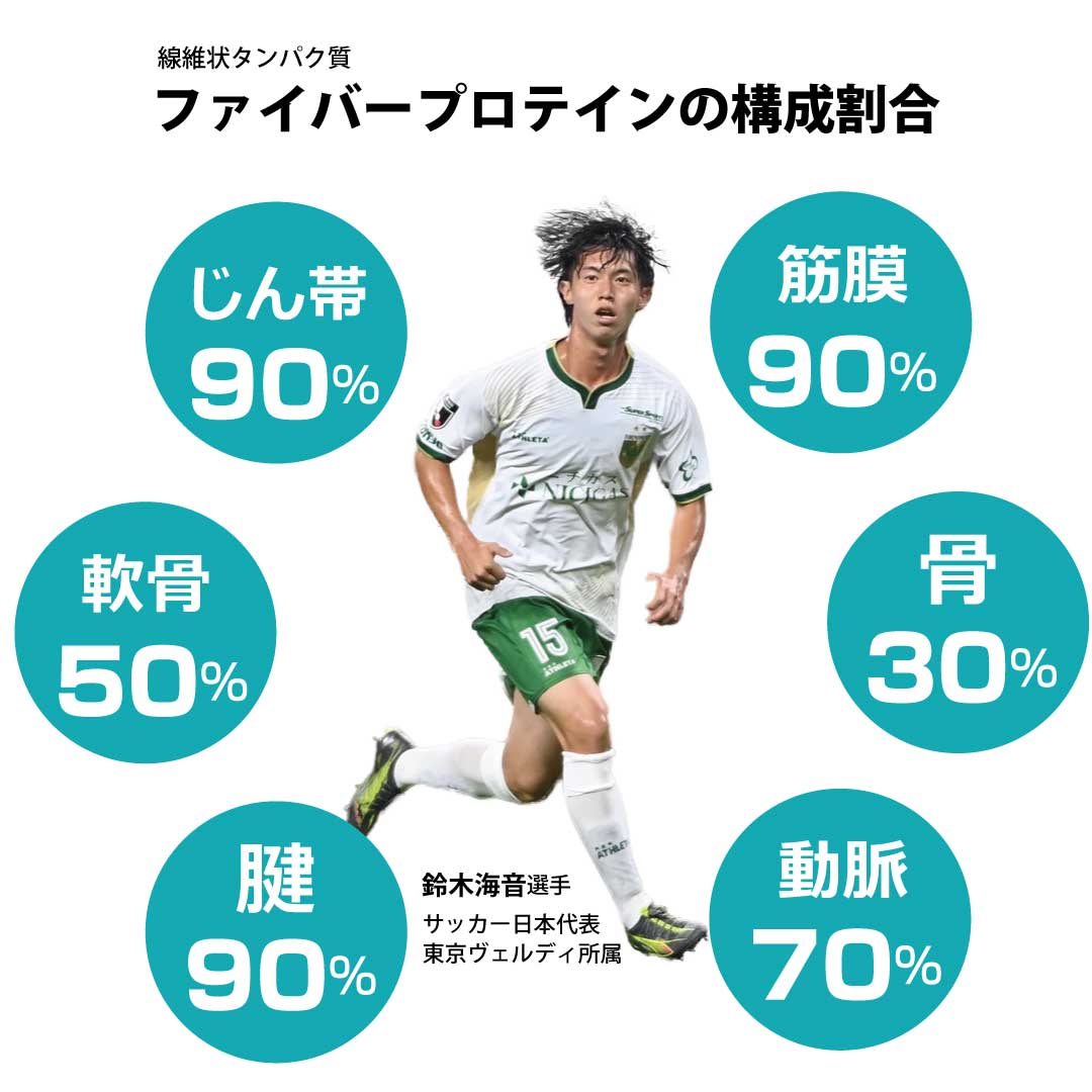 ファイバープロテインの構成割合_鈴木海音選手
